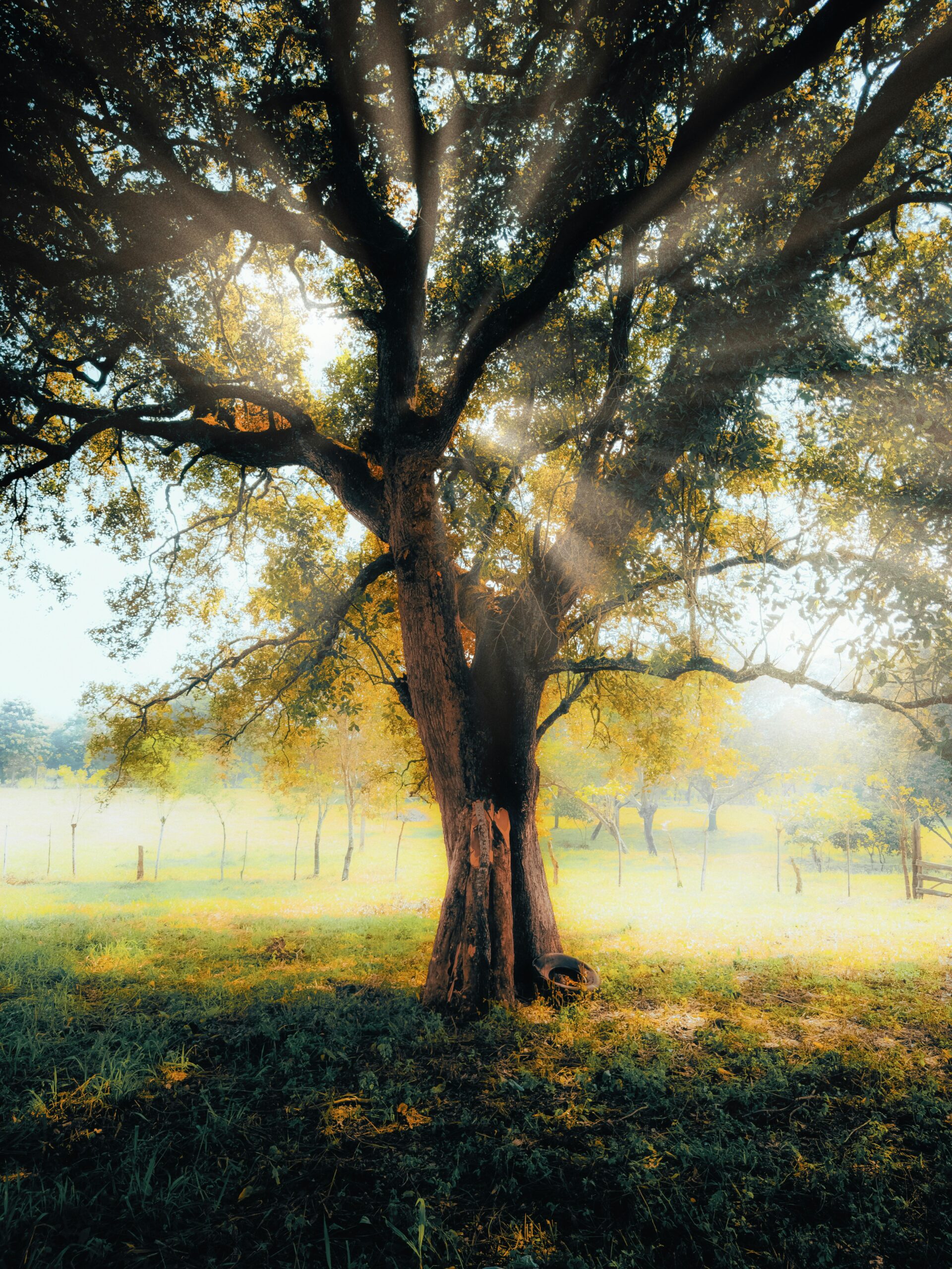 Sunlight filtering through a large tree in a serene, grassy landscape in Oteapan, Mexico.