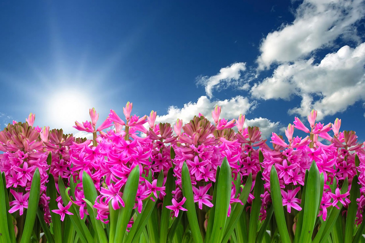 flower, flower background, nature, beautiful flowers, flower wallpaper, plant, hyacinth, spring, spring flower, blossom, bloom, harbinger of spring, garden, garden hyacinth, bloom, composing