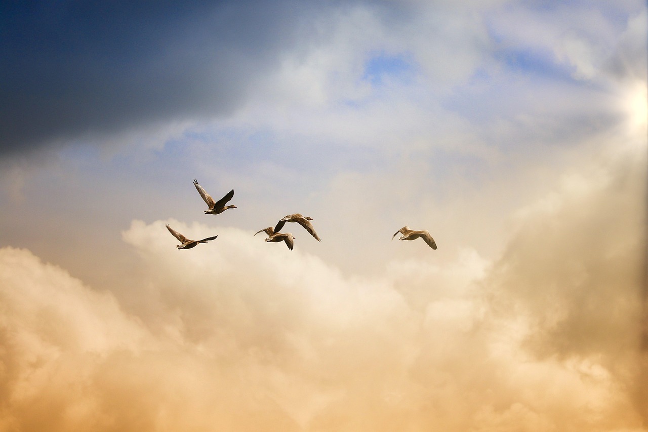 birds, flying, freedom, ducks, heaven, nature, animals, wildlife, sunset